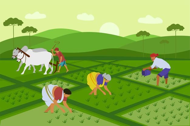 Indian agriculture working farmer harvesting in field asia vector background in cartoon style _ Premium Vector